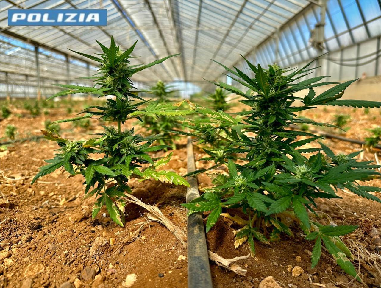 Scoperta una maxi serra con 8.800 piante di cannabis: la polizia arresta due persone