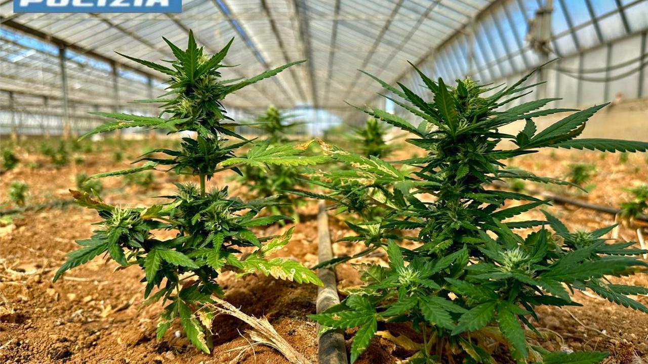Scoperta una maxi serra con 8.800 piante di cannabis: la polizia arresta due persone