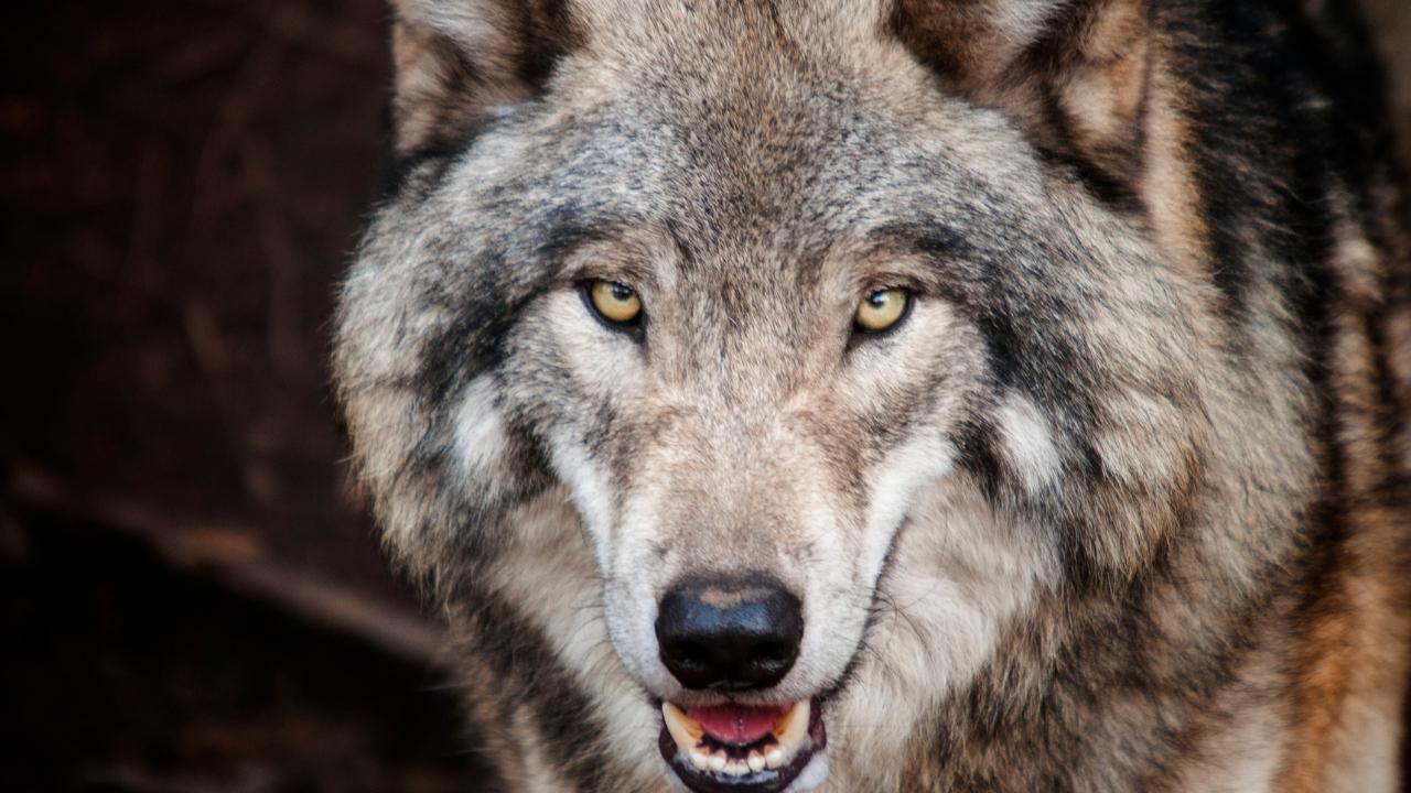 
	La donna &egrave; stata aggredita da un lupo

