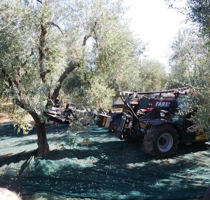 Olivo in campo 2026, la Maremma al centro della tecnologia agricola
