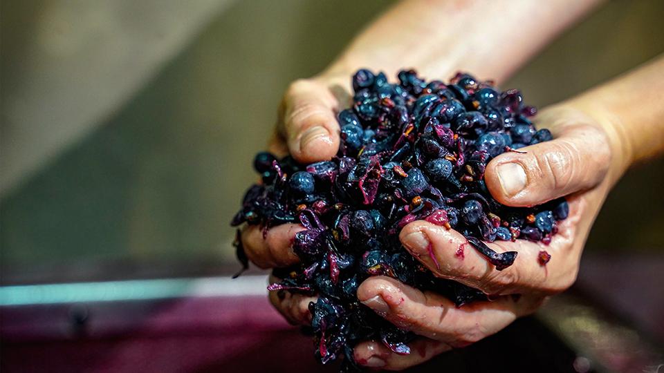 Progetto Morello, la ricerca dell'identità del Sangiovese di Scansano