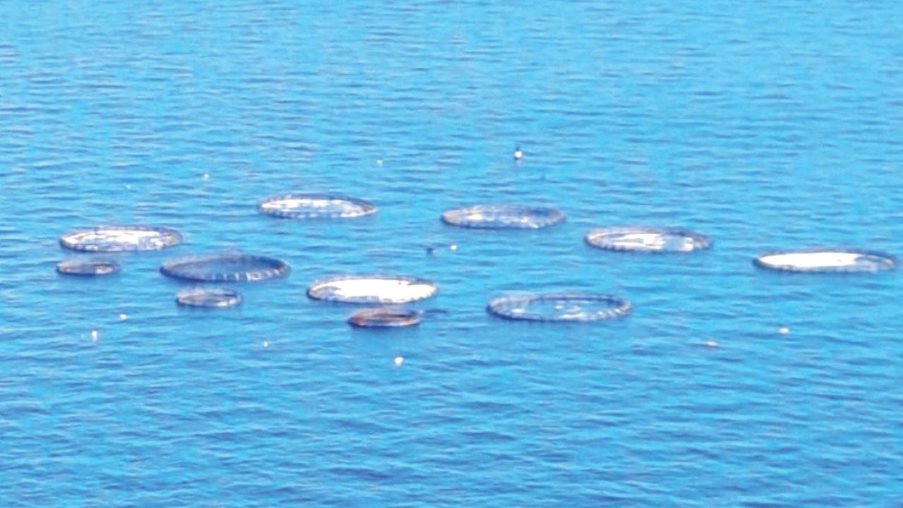 
	L'allevamento ittico sull'isola di Capraia

