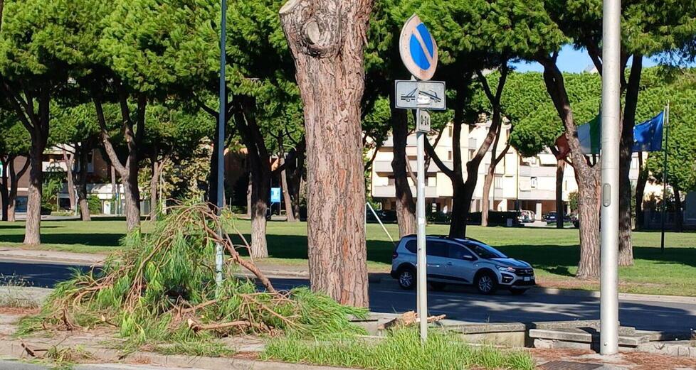 Il pino