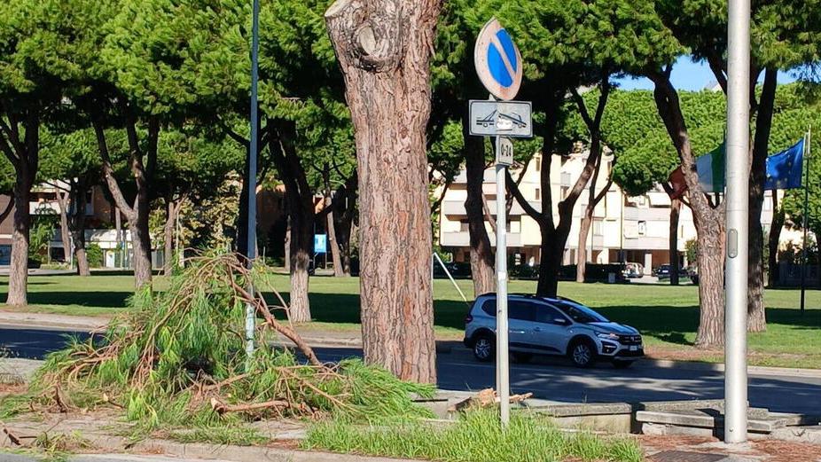 Il pino