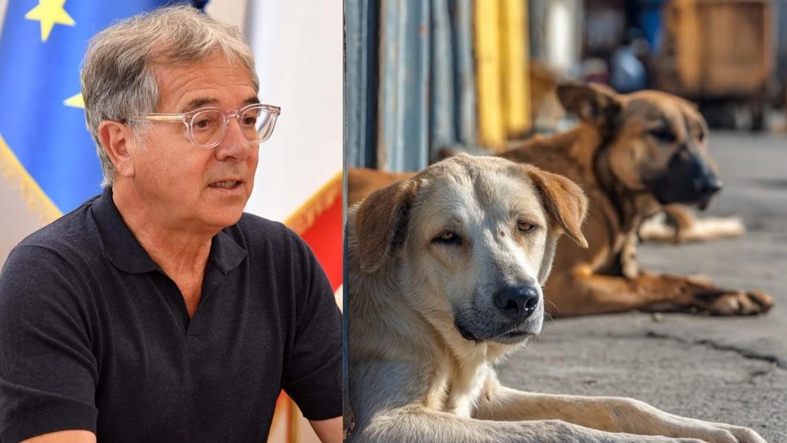 Olbia, vietato sfamare i cani randagi della zona industriale: il Tar annulla l’ordinanza di Nizzi
