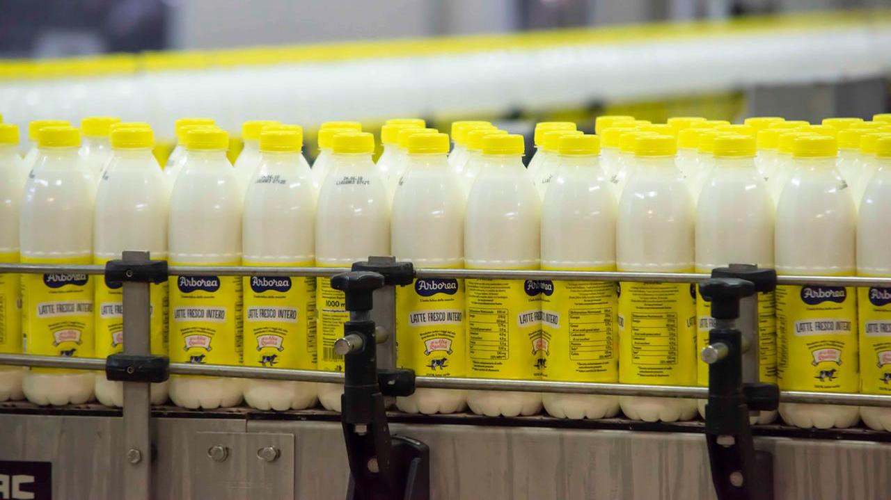 Energia, trasporti e caldo estremo: il comparto del latte sardo è sotto pressione: «Serve un sostegno»