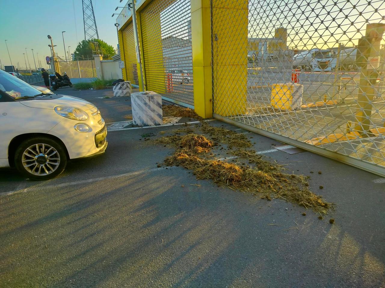 
	Il letame lanciato all'Eni di Livorno

