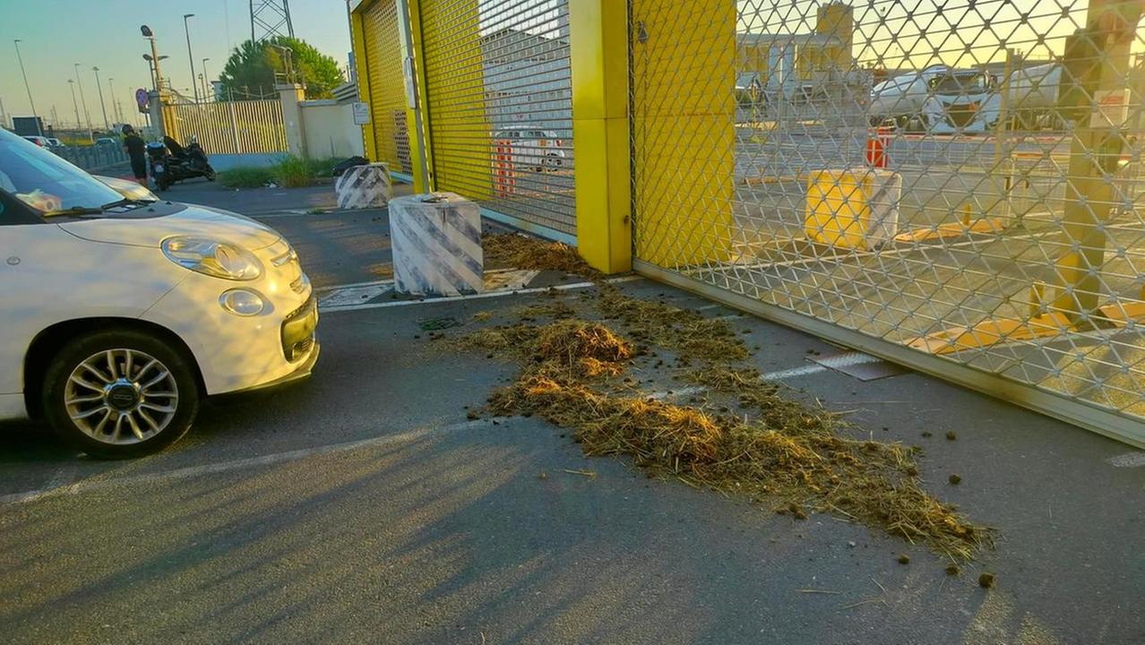 Il letame lanciato all'Eni di Livorno