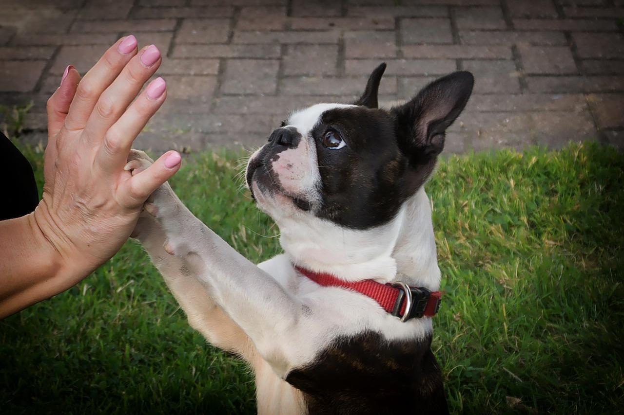 “Pappa”, “biscotto”, “andiamo?”: ecco perché usiamo la vocina con il nostro cane e funziona