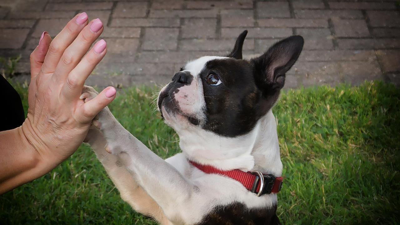 “Pappa”, “biscotto”, “andiamo?”: ecco perché usiamo la vocina con il nostro cane e funziona