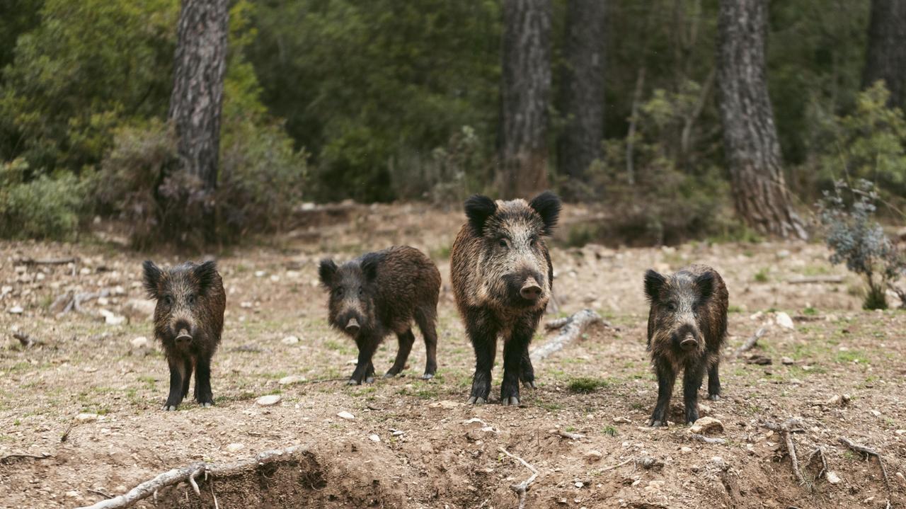 Piano di contenimento dei cinghiali, l’intervento va in fumo: tamburi e voci per farli scappare – Cosa è successo