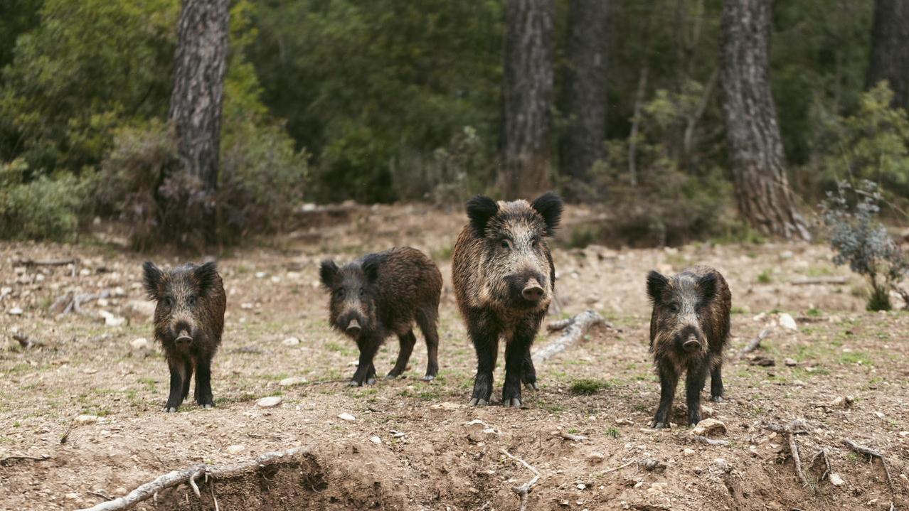 Piano di contenimento dei cinghiali, l’intervento va in fumo: tamburi e voci per farli scappare – Cosa è successo