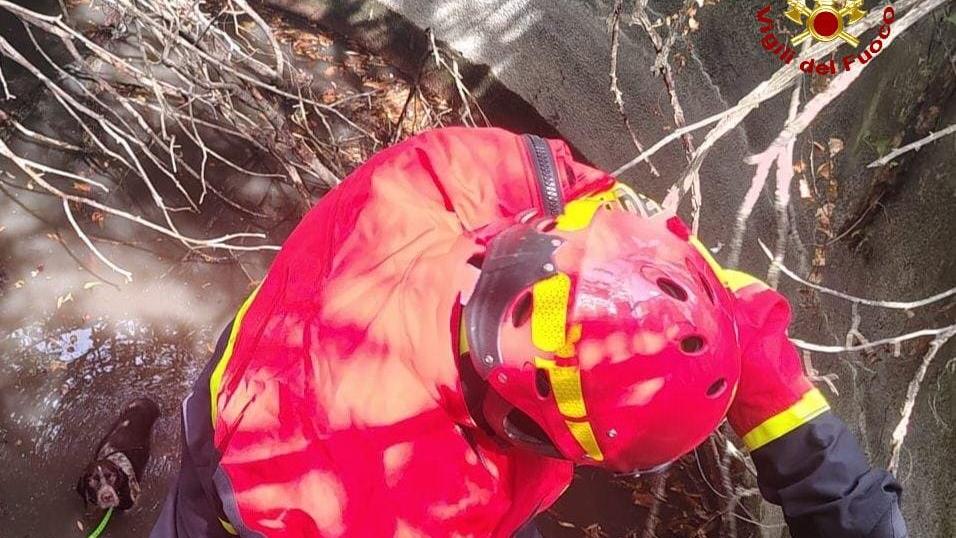 Albinea, cane da caccia cade in una vasca: salvato dai vigili del fuoco