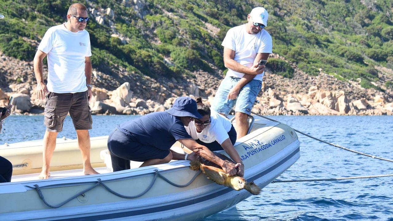 Tavolara, nasce il Centro di soccorso per la fauna marina: liberata la prima tartaruga