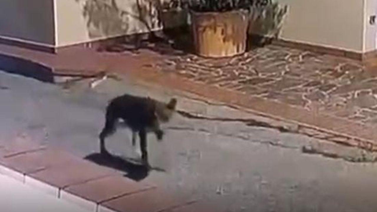 
	Un lupo nel cortile di una abitazione in zona Pietre Cavate, a Pieve a Nievole

