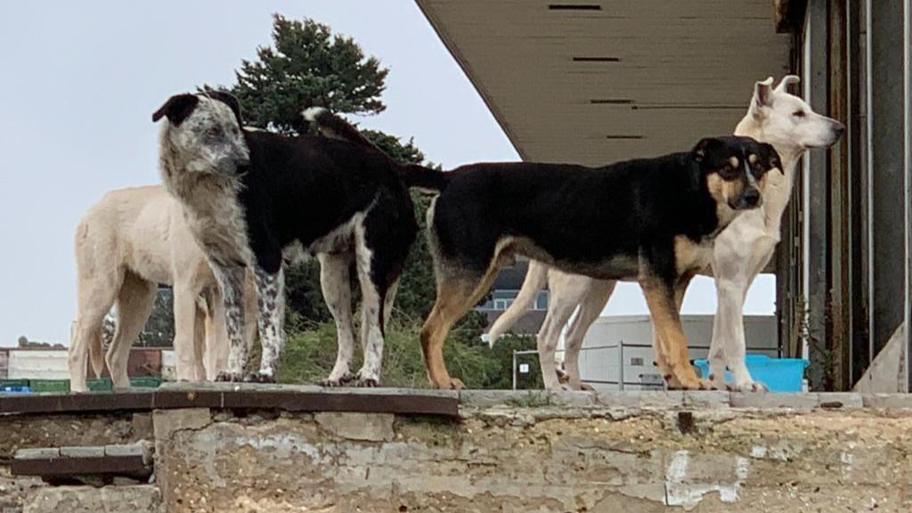 Olbia, i veterinari dopo lo stop del Tar all’ordinanza anti-randagismo: «Ma ora risolviamo il problema»