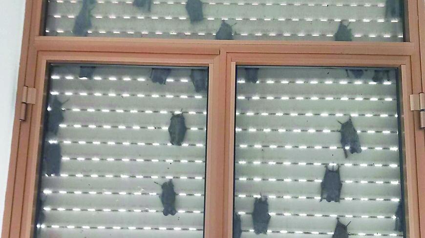 A scuola ci sono centinaia di pipistrelli: salta la lezione di ginnastica