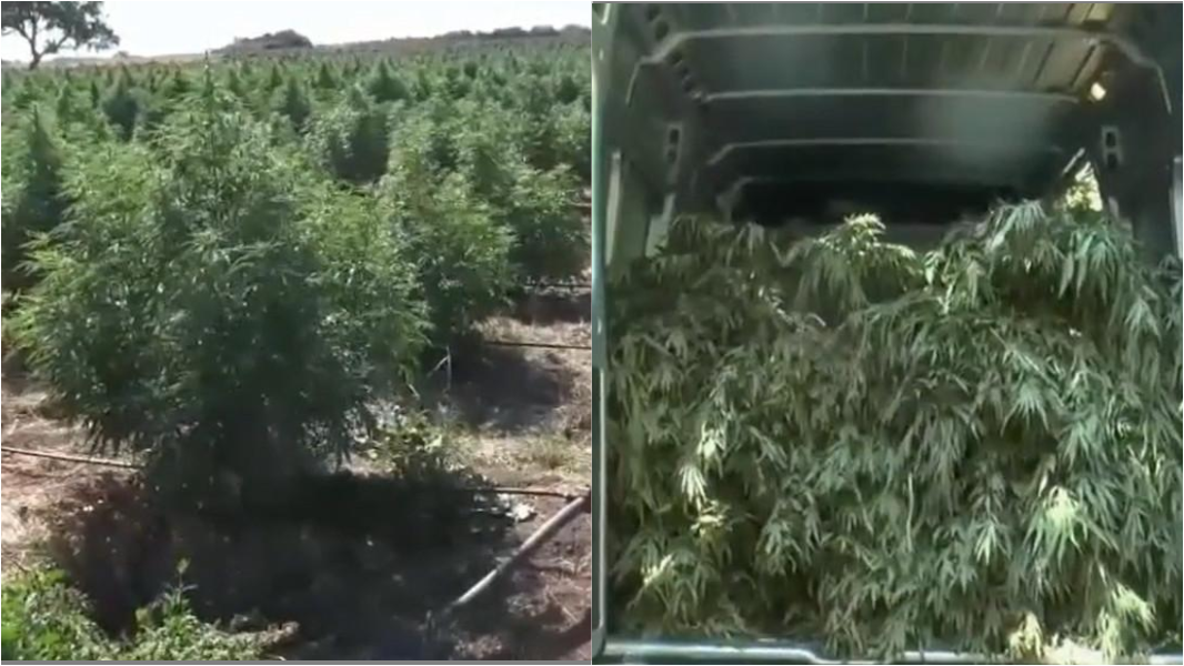 Coltivazione di marijuana e spaccio di cocaina: sette arresti nel Nuorese – VIDEO