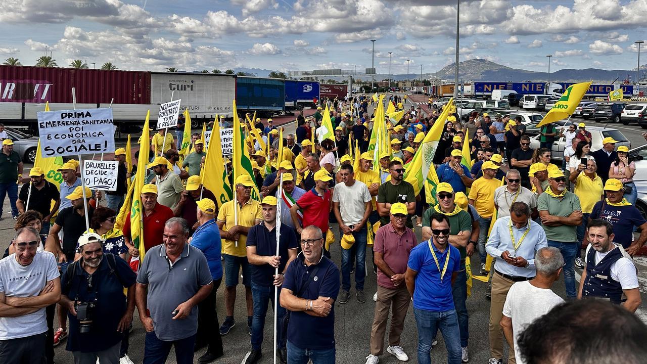 Dermatite bovina, al porto di Olbia la protesta degli allevatori: «Subito lo sblocco delle movimentazioni»
