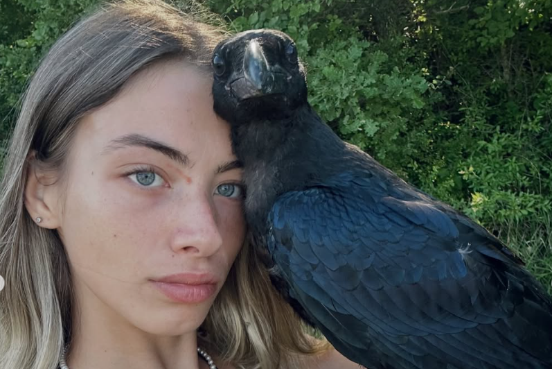 «Morla uccisa per divertimento»: l’indignazione social per il corvo imperiale abbattuto da un cacciatore