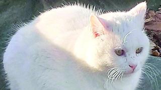 Addio a Duca, il gatto della Reggia che in tanti conoscevano: investito a Rivalta