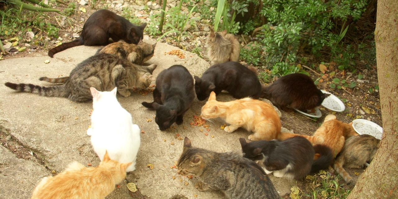 Cento sterilizzazioni per le colonie feline, associazioni in rivolta: «Sono iniziative spot»