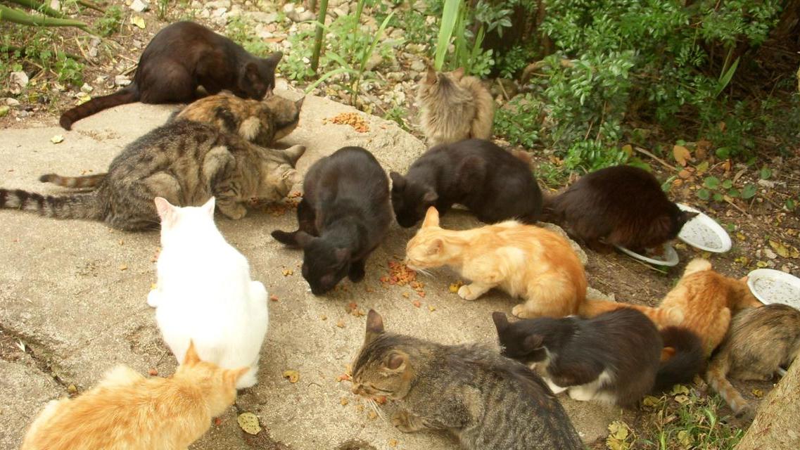 Cento sterilizzazioni per le colonie feline, associazioni in rivolta: «Sono iniziative spot»