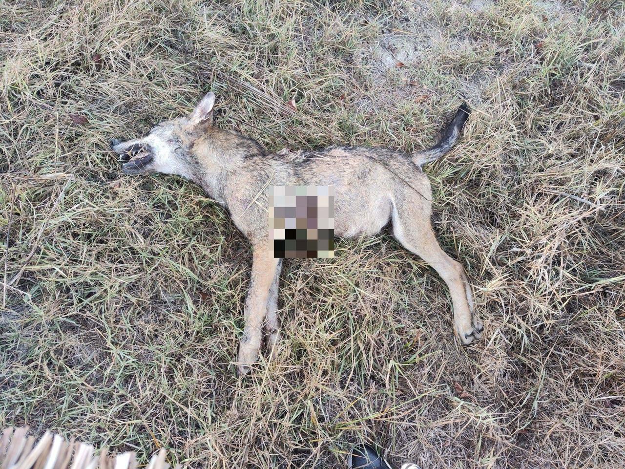 Cucciolo di lupo ucciso a colpi di fucile a Viano