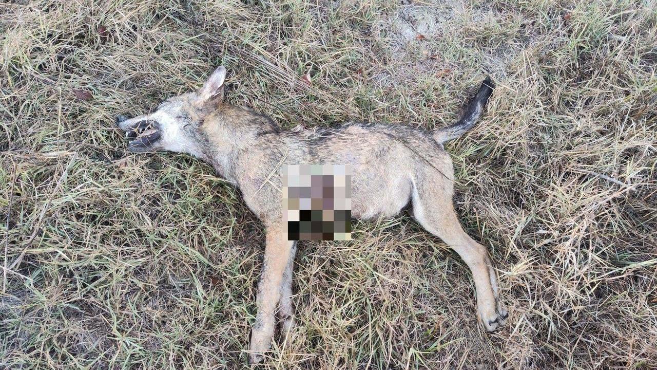 Cucciolo di lupo ucciso a colpi di fucile a Viano