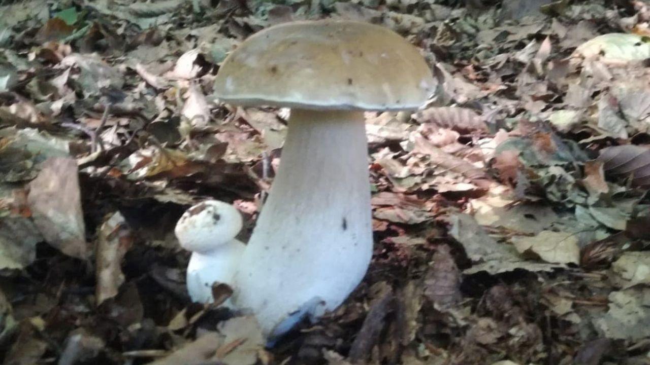 La stagione dei funghi entra nel vivo