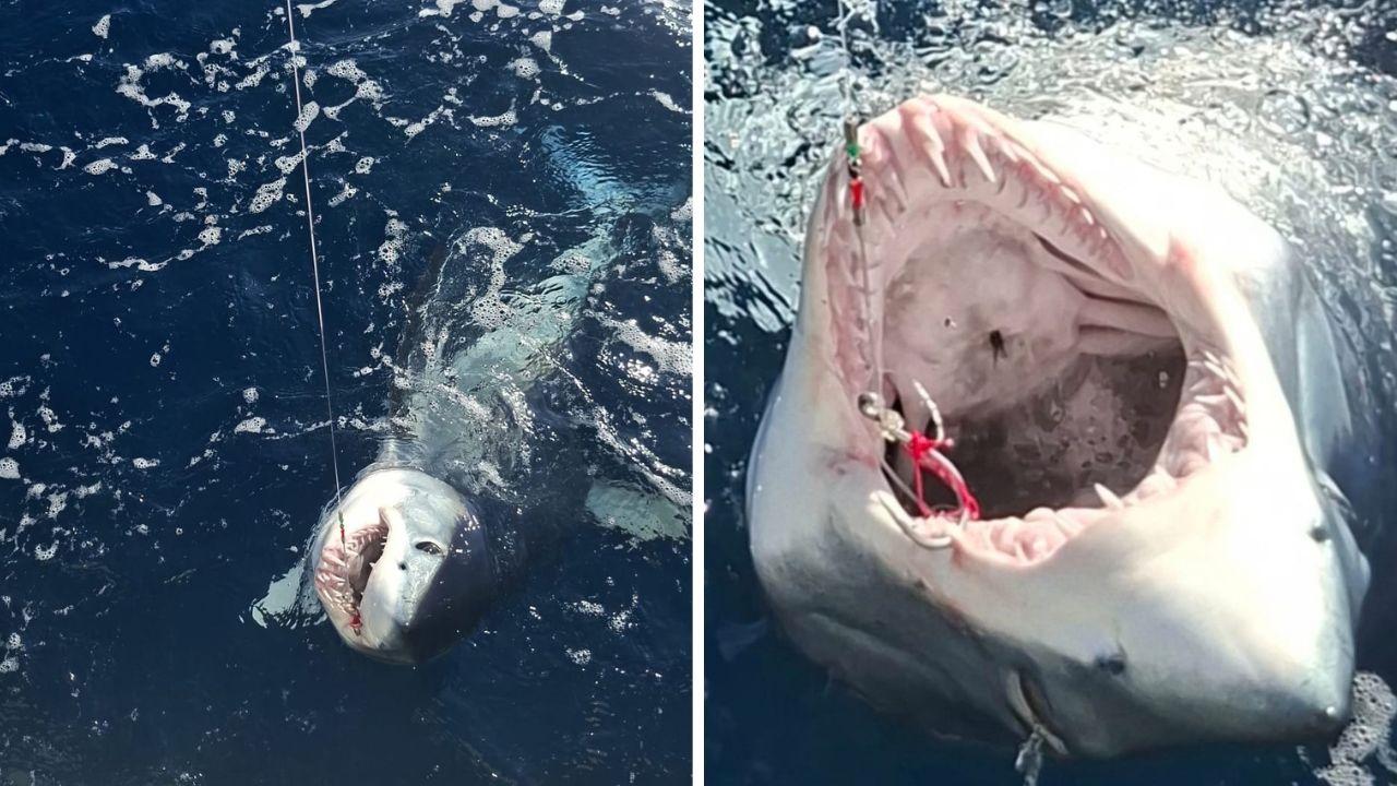 Lotta con uno squalo mako di 120 chili che abbocca a un miglio dalla Meloria – Video