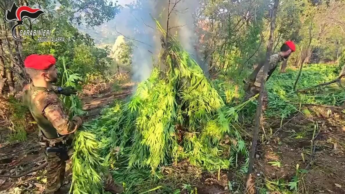Droga, sequestrata una piantagione di canapa da oltre due milioni di euro – Che cosa sappiamo