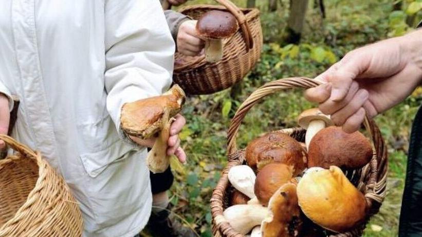 Delle gerle piene di funghi (foto d’archivio)