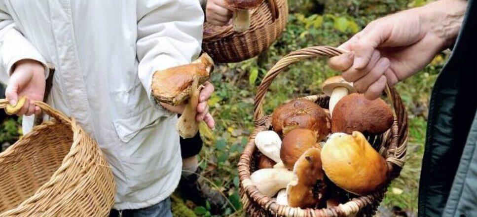 Un momento della ricerca di funghi