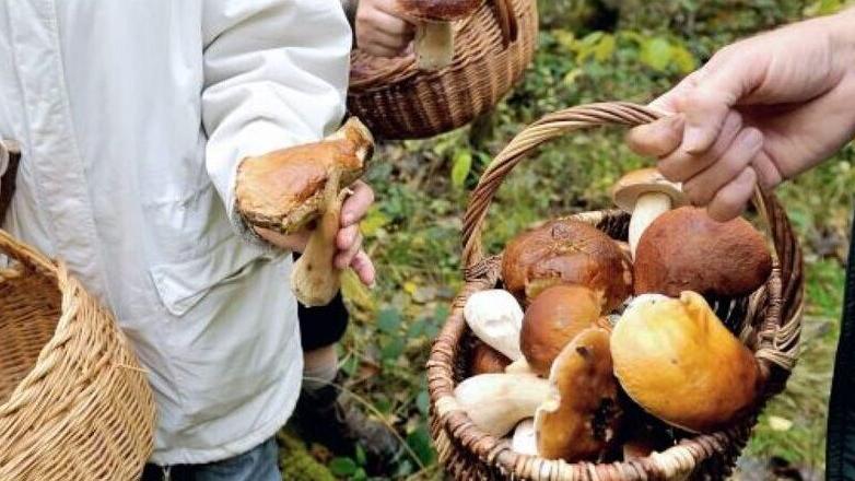 Un momento della ricerca di funghi