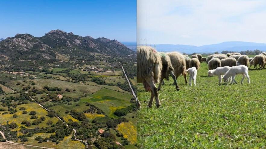 Telti, alleanza con la Corsica per far rivivere la transumanza: «Riportiamo i pascoli a Monte Pino»