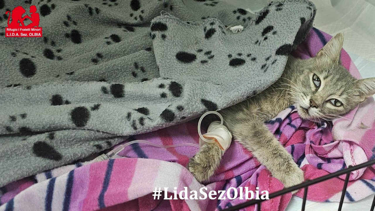 Le sparano con la carabina, la vita della gattina Pupetta è appesa a un filo – Il terribile verdetto