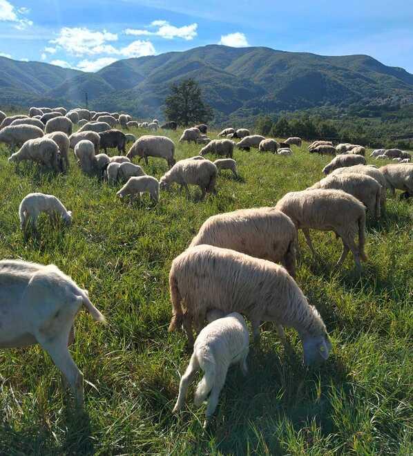 Dal Cimone scende l’ultimo pastore: «Grazie, qui ho trovato la pace»