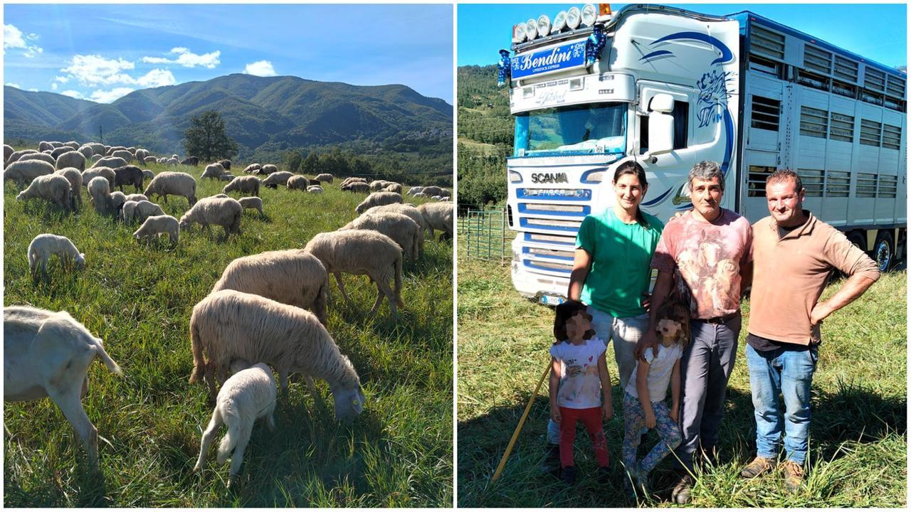 La famiglia Contarino con le sue 530 pecore sul Cimone
