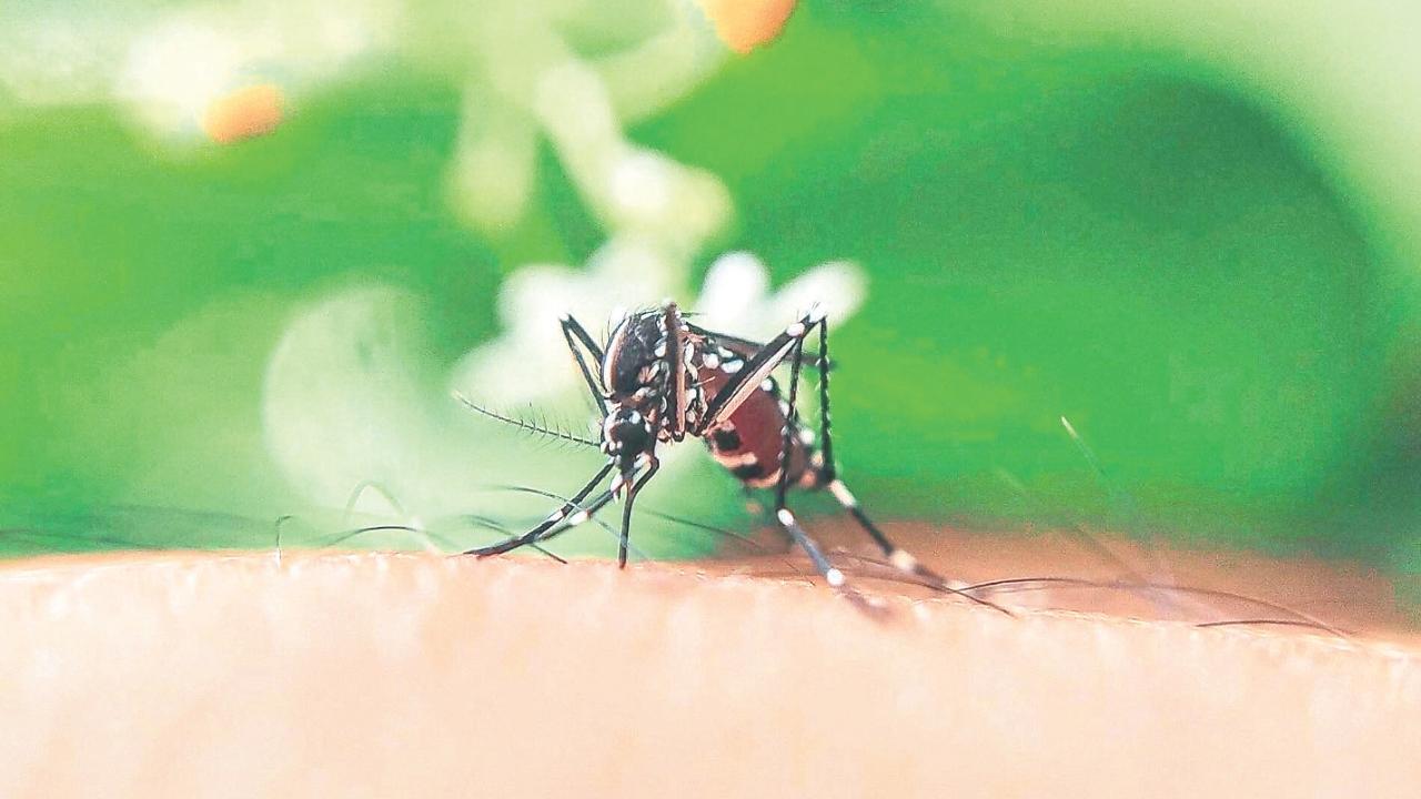 
	Il virus si trasmette con la puntura di zanzara


