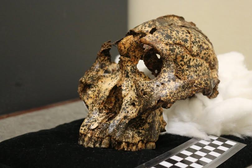 Un fossile di 2 milioni di anni conferma: l’Homo erectus visse in Sudafrica prima di quanto si pensasse
