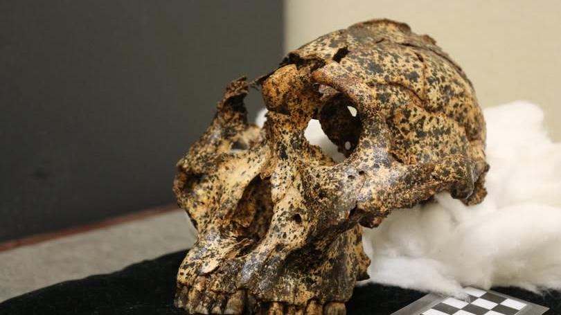 Un fossile di 2 milioni di anni conferma: l’Homo erectus visse in Sudafrica prima di quanto si pensasse