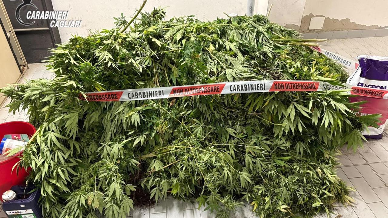 Aveva tirato su una piantagione di marijuana: arrestato