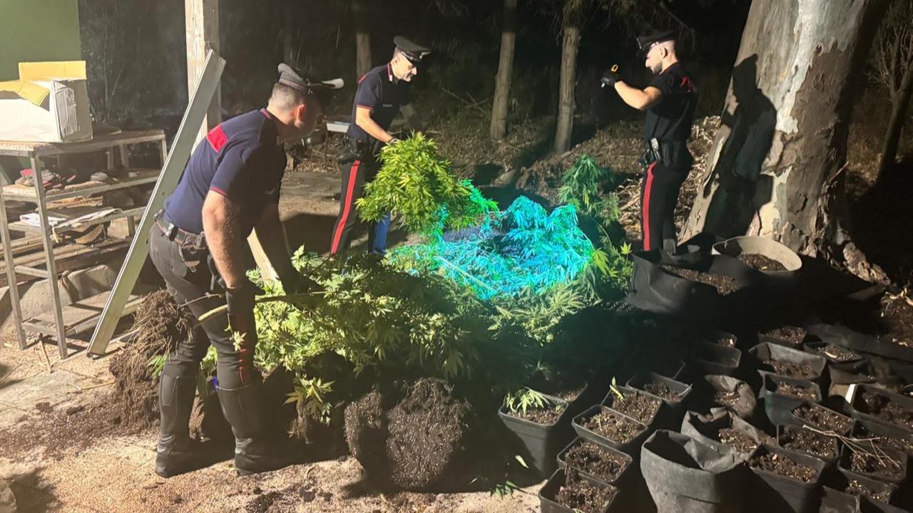 Sorpreso con 3 grammi di marijuana e 37 piante di cannabis: chi è l’uomo arrestato