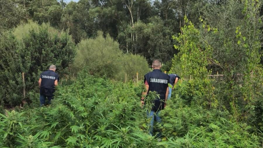 Scoperta una piantagione di marijuana, arrestato un 25enne