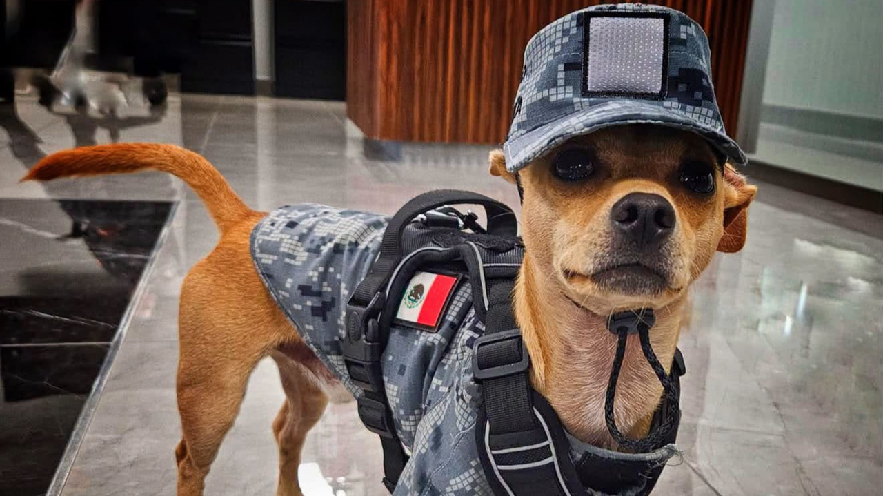Giubbotto tattico e uniforme, il chihuahua “Comando” in missione per l’unità cinofila anti-narcos