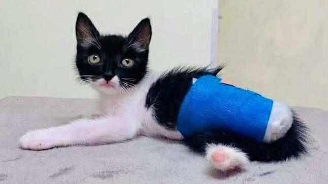 Dalla triste sorte di Efisia al lieto fine per Ewan, il gatto senza parte delle zampe: la missione adozioni di “Anime feline”