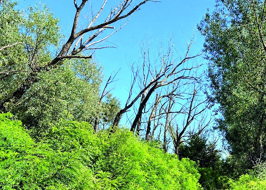 Morìa di salici nella golena di Guastalla: sono 30mila gli alberi malati e rinsecchiti