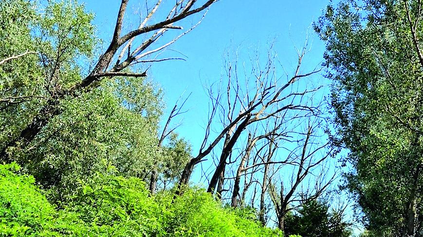 Morìa di salici nella golena di Guastalla: sono 30mila gli alberi malati e rinsecchiti
