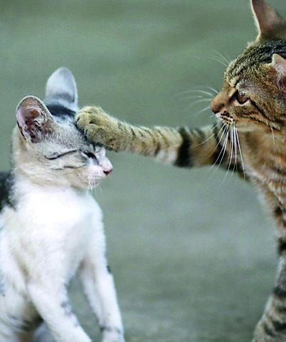 Come far convivere due gatti in casa: gli errori da evitare e i consigli da seguire